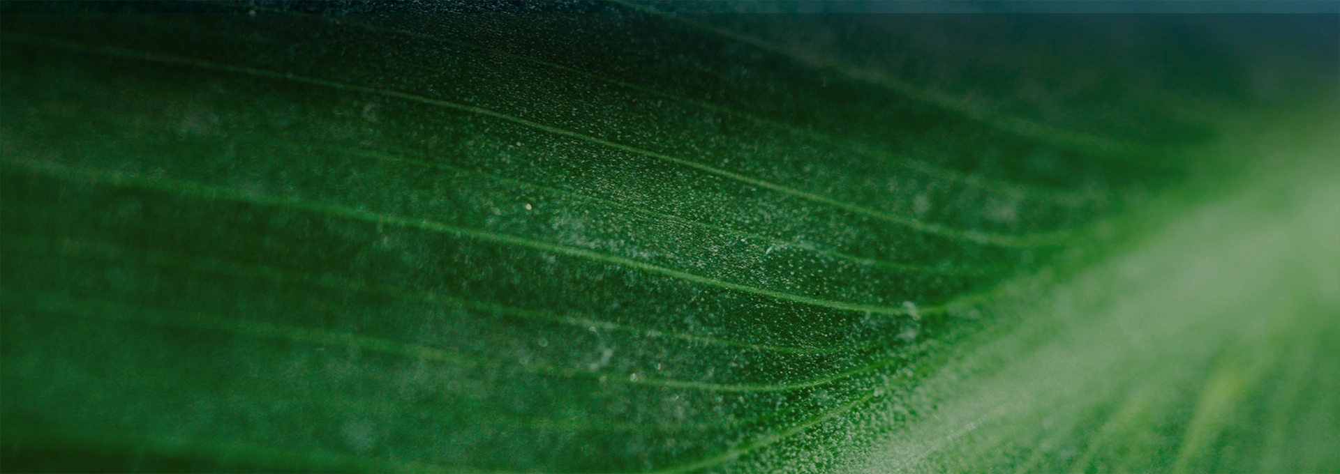 Sustainability-BANNER